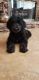 Goldendoodle Puppies for sale in Corona, CA 92883, USA. price: NA