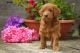 Goldendoodle Puppies for sale in Freedom, IN 47431, USA. price: NA