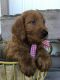 Goldendoodle Puppies for sale in Myerstown, PA 17067, USA. price: $925
