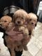 Goldendoodle Puppies for sale in Livonia, MI 48154, USA. price: NA