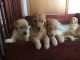 Goldendoodle Puppies for sale in Urbana, IL, USA. price: NA