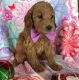 Goldendoodle Puppies for sale in SC-9, Chester, SC, USA. price: NA