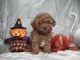Goldendoodle Puppies for sale in Fresno, CA, USA. price: $1,200