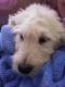 Goldendoodle Puppies for sale in Golden Valley, AZ 86413, USA. price: $800