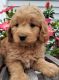 Goldendoodle Puppies for sale in Middleburg, PA 17842, USA. price: NA