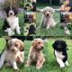 Goldendoodle Puppies for sale in Duluth, MN, USA. price: NA