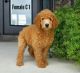 Goldendoodle Puppies for sale in Canton, OH, USA. price: $750