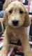 Goldendoodle Puppies for sale in Corunna, IN 46730, USA. price: NA