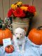 Goldendoodle Puppies for sale in Big Rapids, MI 49307, USA. price: NA