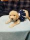 Goldendoodle Puppies for sale in Hermitage, Nashville, TN, USA. price: $850