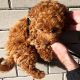 Goldendoodle Puppies for sale in Richmond, VA, USA. price: $700