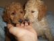 Goldendoodle Puppies for sale in West Bloomfield Township, MI, USA. price: $795