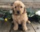 Goldendoodle Puppies for sale in Charleston, WV 25326, USA. price: NA