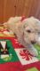 Goldendoodle Puppies for sale in Lecanto, FL, USA. price: $1,500