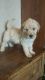 Goldendoodle Puppies for sale in Canton, NC 28716, USA. price: NA
