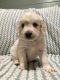 Goldendoodle Puppies for sale in Fort Smith, AR, USA. price: NA