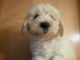 Goldendoodle Puppies for sale in Golden Valley, AZ 86413, USA. price: $1,000