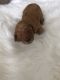 Goldendoodle Puppies for sale in Pembroke Pines, FL, USA. price: NA