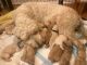 Goldendoodle Puppies for sale in Amelia, OH 45102, USA. price: NA