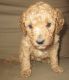 Goldendoodle Puppies for sale in Lincoln, AL, USA. price: NA