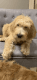 Goldendoodle Puppies for sale in Pepper Pike, OH 44124, USA. price: NA