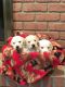 Goldendoodle Puppies for sale in Dundee, OH 44624, USA. price: $950