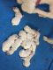 Goldendoodle Puppies for sale in Fort Myers Beach, FL 33931, USA. price: NA