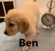 Goldendoodle Puppies for sale in Cairo, GA, USA. price: $1,200