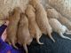 Goldendoodle Puppies for sale in Church Ave, Chula Vista, CA 91910, USA. price: NA