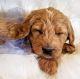 Goldendoodle Puppies for sale in 136 Churchtown Rd, Narvon, PA 17555, USA. price: NA