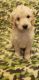 Goldendoodle Puppies for sale in Marysville, OH 43040, USA. price: NA