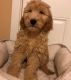 Goldendoodle Puppies for sale in West Bloomfield Township, MI, USA. price: $650