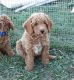 Goldendoodle Puppies for sale in Raleigh, NC, USA. price: $1,000