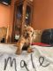 Goldendoodle Puppies for sale in Collinsville, IL, USA. price: NA