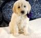 Goldendoodle Puppies for sale in New Castle, PA, USA. price: NA