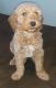 Goldendoodle Puppies for sale in Fredericktown, OH 43019, USA. price: $1,000