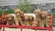 Goldendoodle Puppies for sale in Canton, OH, USA. price: $950