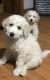 Goldendoodle Puppies for sale in Stoutsville, OH 43154, USA. price: NA