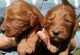 Goldendoodle Puppies for sale in Sparta, TN 38583, USA. price: NA