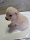 Goldendoodle Puppies for sale in Farmington, MO 63640, USA. price: NA
