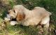 Goldendoodle Puppies for sale in Mundelein, IL, USA. price: NA