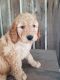 Goldendoodle Puppies for sale in Loogootee, IN 47553, USA. price: NA