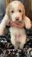 Goldendoodle Puppies for sale in Higden, AR 72067, USA. price: NA