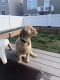 Goldendoodle Puppies for sale in Riverton, UT, USA. price: $1,000