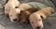 Goldendoodle Puppies for sale in 235 Coral Hill Rd, Glasgow, KY 42141, USA. price: NA