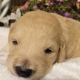 Goldendoodle Puppies for sale in Old Cherokee Rd, Lexington, SC 29072, USA. price: NA