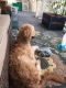 Goldendoodle Puppies for sale in Oaklyn, NJ 08107, USA. price: $900