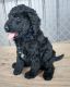 Goldendoodle Puppies for sale in Bradleyville, MO 65614, USA. price: NA