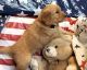 Goldendoodle Puppies for sale in Waco, TX, USA. price: $1,900
