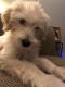 Goldendoodle Puppies for sale in Palm City, FL 34990, USA. price: $650